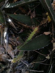 Opuntia pubescens