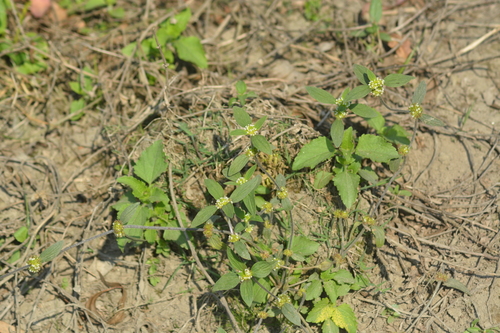 Image of Spermacoce ocymoides by no rights reserved