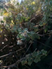 Brickellia veronicifolia