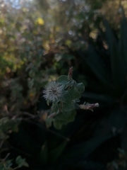 Brickellia veronicifolia