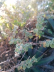 Brickellia veronicifolia