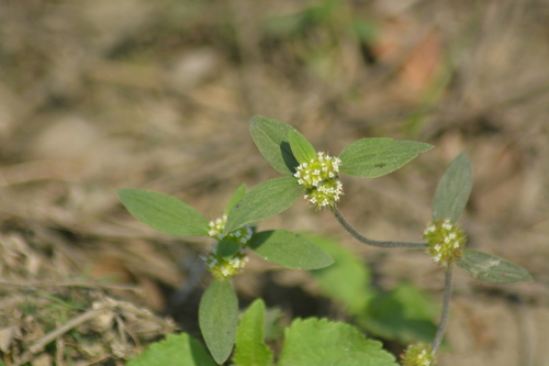 Image of Spermacoce ocymoides by no rights reserved