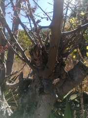 Bursera glabrifolia