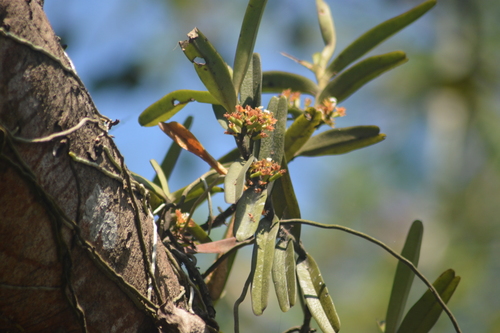 Image of Acampe praemorsa by no rights reserved