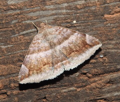 Buzara