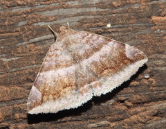 Buzara