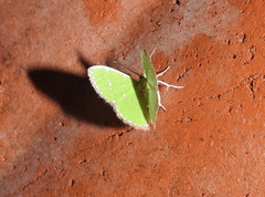 Argyrocosma inductaria