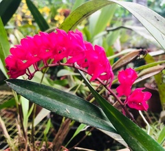 Rodriguezia lanceolata