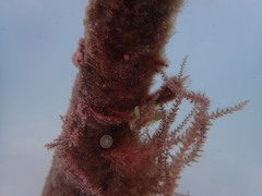 Acanthophora spicifera