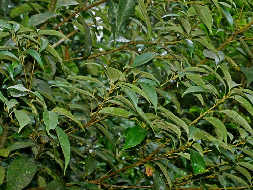 Lithocarpus taitoensis, photograph 3