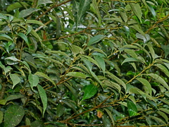Lithocarpus taitoensis, photograph (c) Jacy Chen, some rights reserved (CC BY)