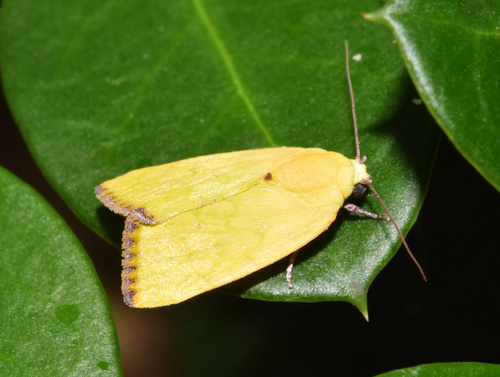 Spiny Bollworm