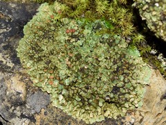 Squamarina cartilaginea