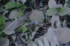 Commelina caroliniana