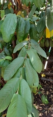 Psidium guajava