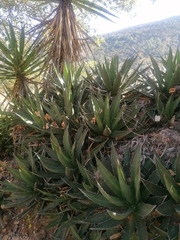 Agave kerchovei