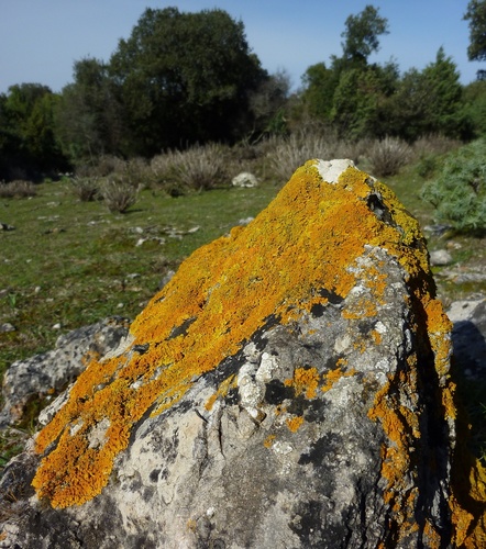 diskovník (Xanthoria)