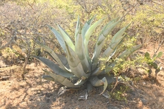 Agave valenciana