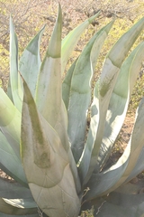 Agave valenciana