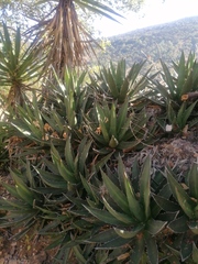 Agave kerchovei
