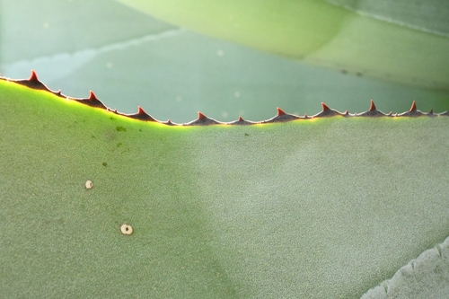 Agave valenciana