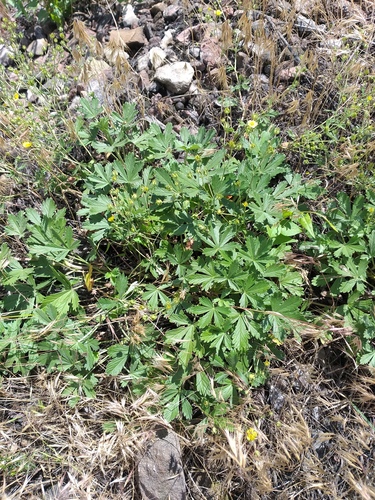 Potentilla × collina, photograph 4