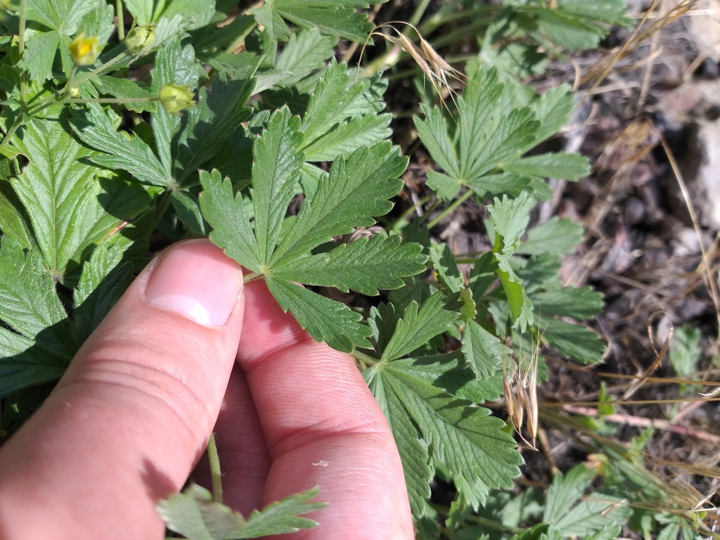 Potentilla × collina; photograph (c) Dmitriy Bochkov, some rights reserved (CC BY)