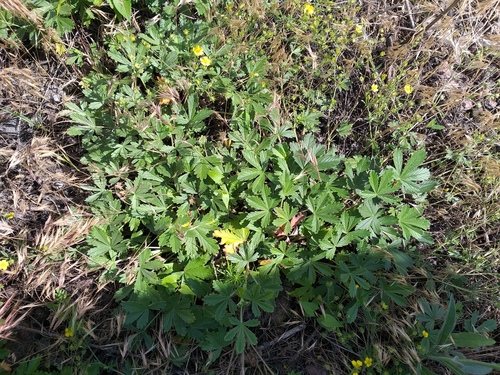 Potentilla × collina, photograph 6