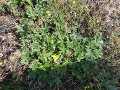 Potentilla collina