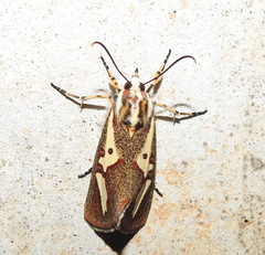 Aegocera