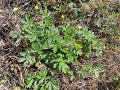 Potentilla collina
