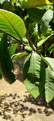 Psidium guajava