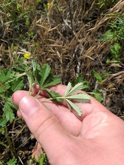 Potentilla collina