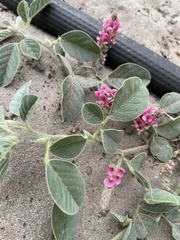 Indigofera flavicans image