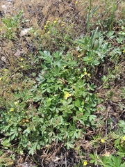Potentilla collina