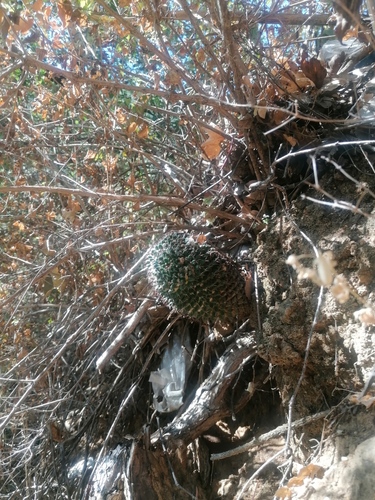 Mammillaria karwinskiana