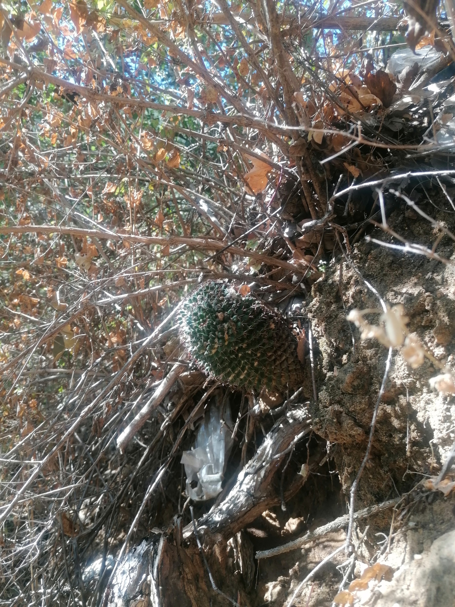 Mammillaria karwinskiana