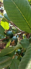 Psidium guajava