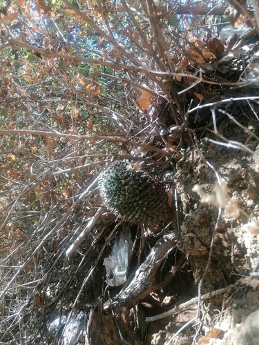 Mammillaria karwinskiana