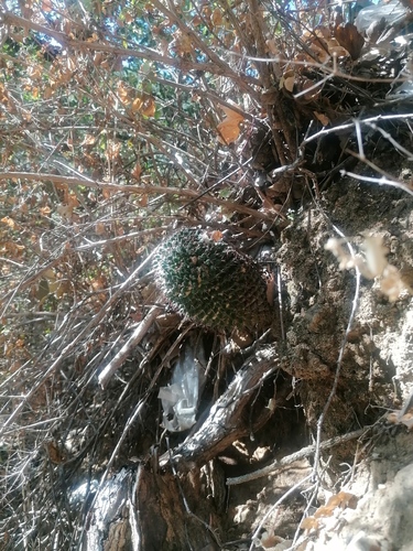 Mammillaria karwinskiana