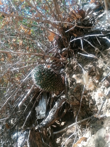 Mammillaria karwinskiana