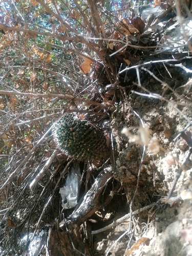 Mammillaria karwinskiana