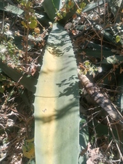Agave marmorata