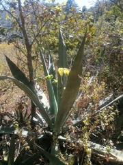 Agave marmorata