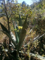 Agave marmorata