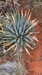 Agave utahensis