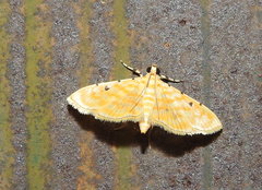 Notarcha