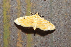Notarcha