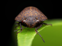 Hyperoncus cyaneosparsus