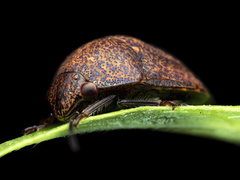 Hyperoncus cyaneosparsus